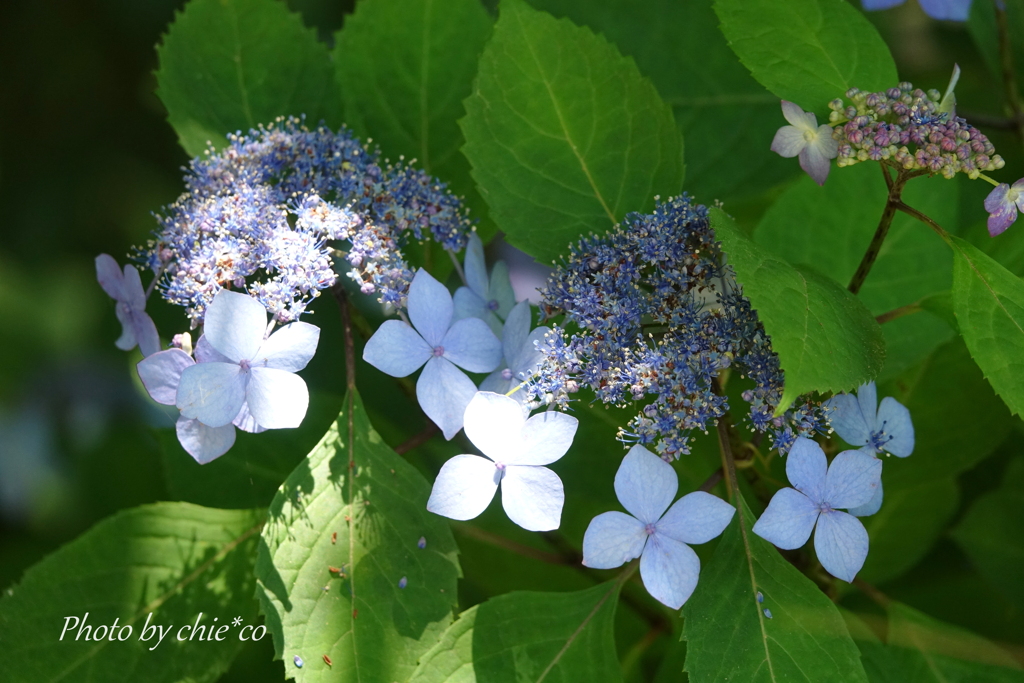 山紫陽花。。
