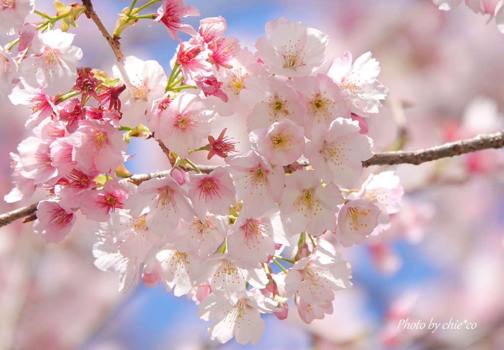 横浜関内　大寒桜-004