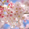 横浜関内　大寒桜-004