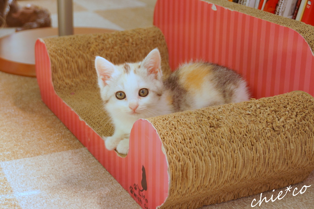 cuteな仔猫。。３