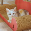 cuteな仔猫。。３