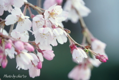 山下公園のしだれ桜-009