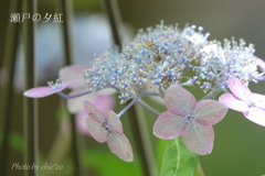 瀬戸神社の山あじさい-244