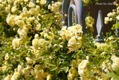山手イタリア山庭園-120