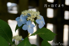 瀬戸神社～山あじさい-392