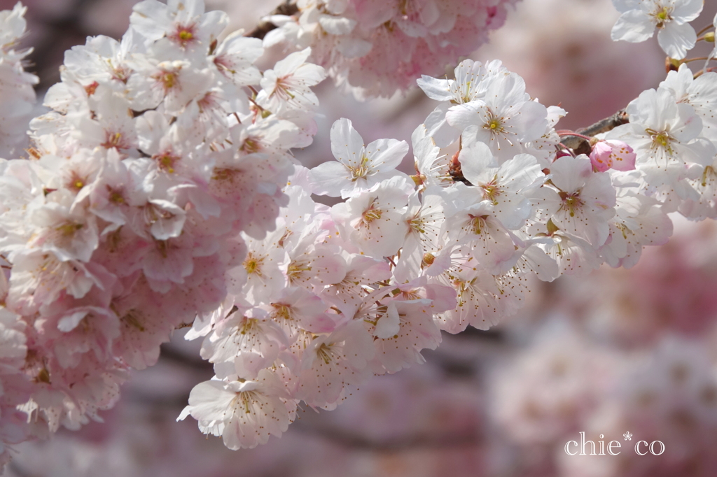 春めき桜-172