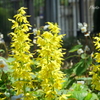 山手～山下公園さんぽ-119