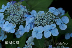 瀬戸神社～山あじさい-383