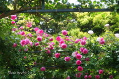 横浜 Rose Week-333