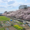 春めき桜-181