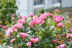 横浜 Rose Week-326