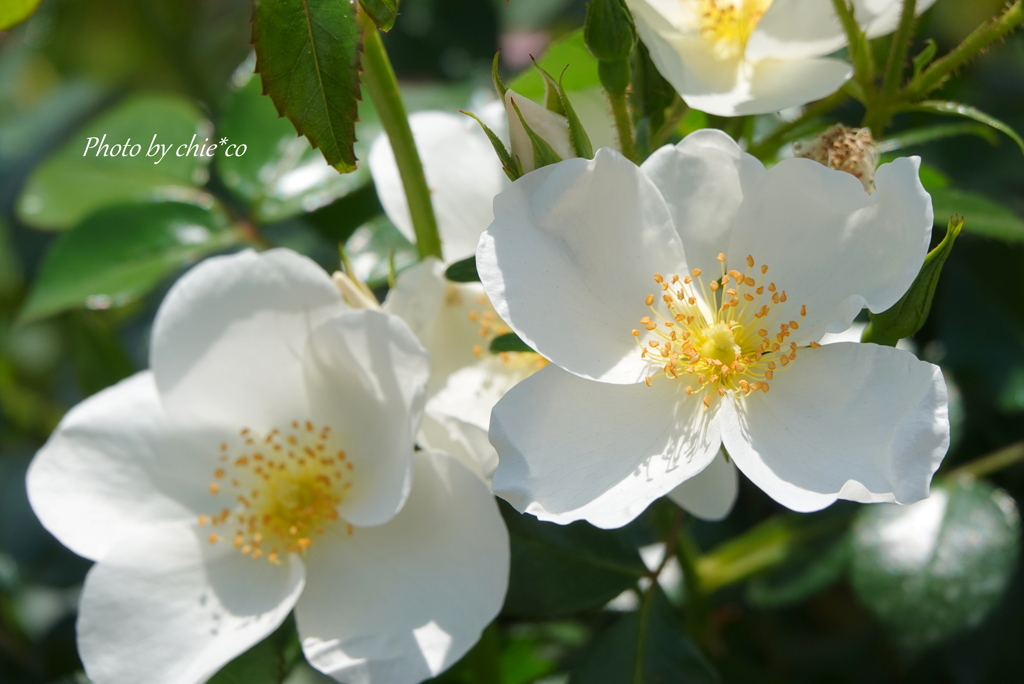 薔薇の咲く山下公園-177