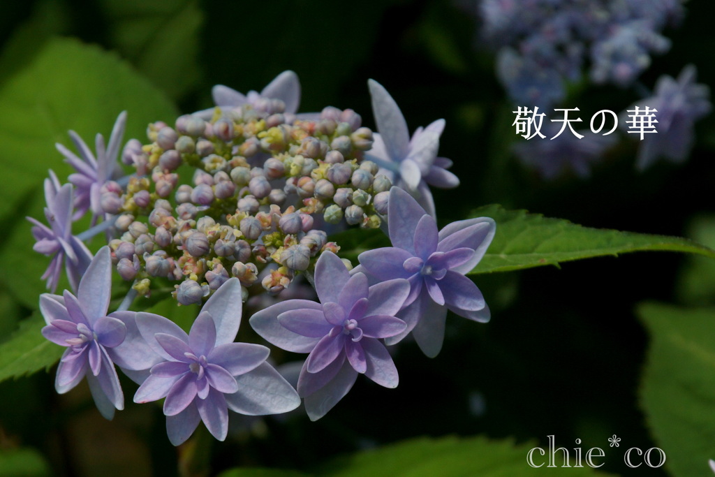 瀬戸神社～山あじさい-424