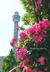 山下公園-090