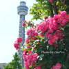 山下公園-090