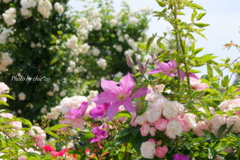薔薇の咲く山下公園-156