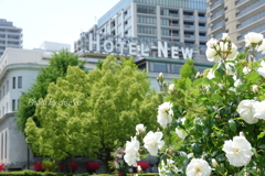 横浜 Rose Week-243