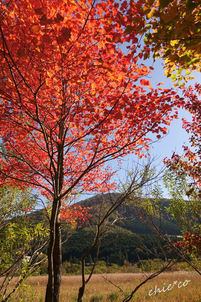 箱根湿生花園-242