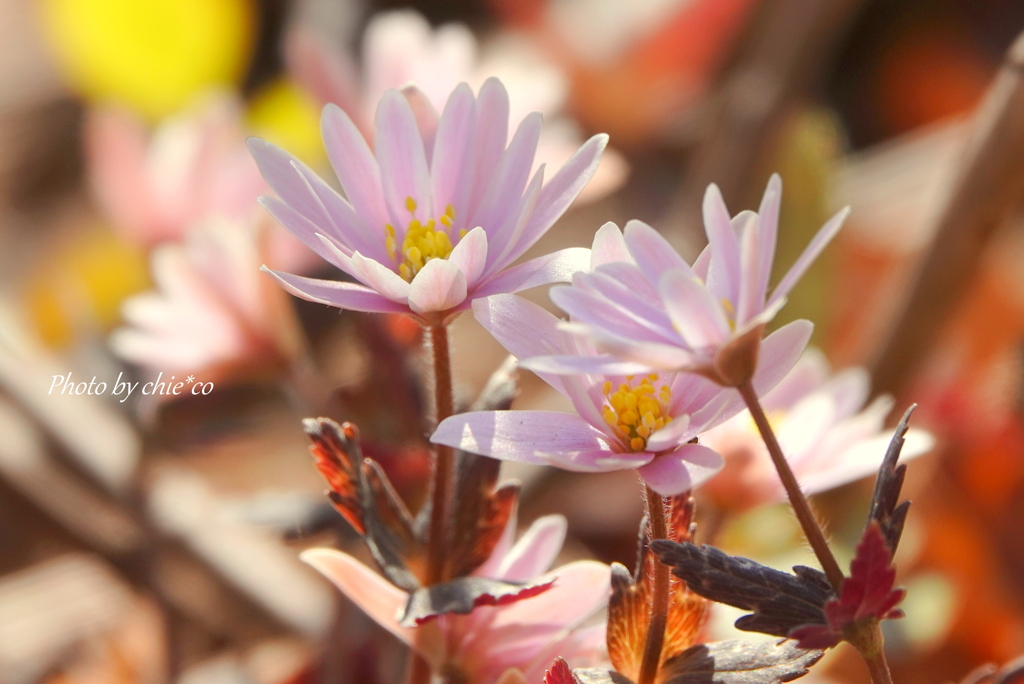 大船フラワーセンター-202