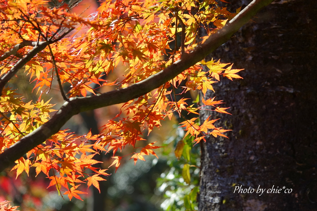 箱根美術館庭園-080