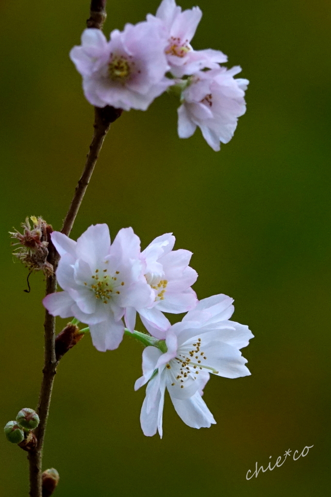 十月桜。。