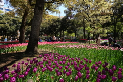 Yokohama-443