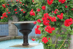 山手イタリア山庭園-100