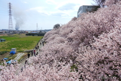 春めき桜-158