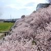 春めき桜-158