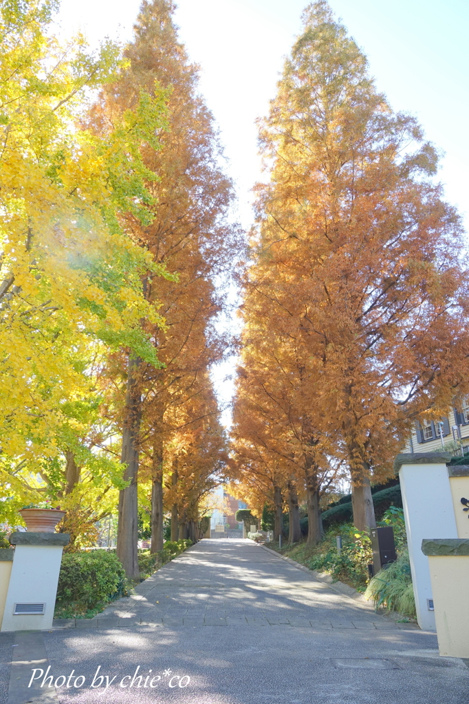 横浜山手-148