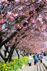 三浦海岸の河津桜-114