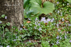 山下公園の花たち-005