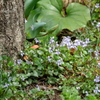 山下公園の花たち-005