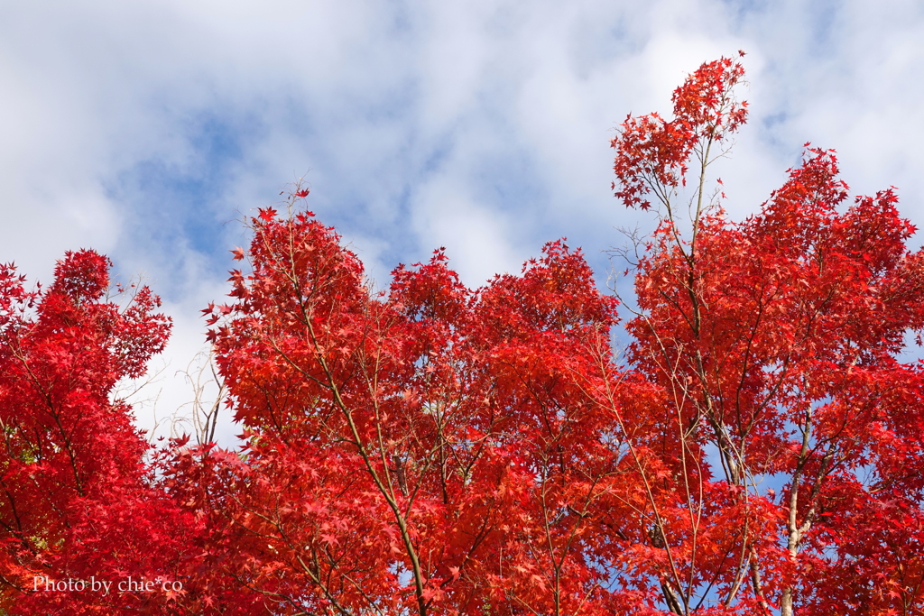 紅葉の河口湖畔-007