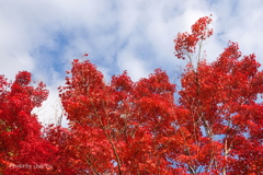 紅葉の河口湖畔-007