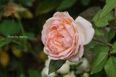 山手イタリア山庭園-006