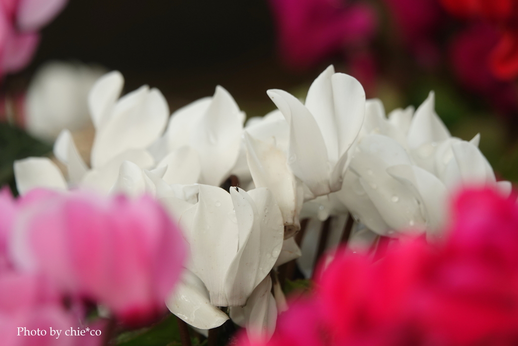 ガーデンシクラメン-003