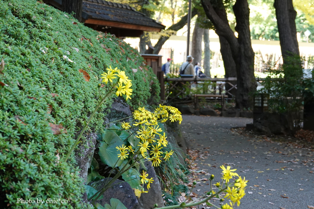 晩秋の横浜公園-005