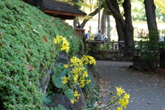 晩秋の横浜公園-005