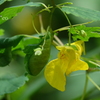 釣舟草（つりふねそう）。。
