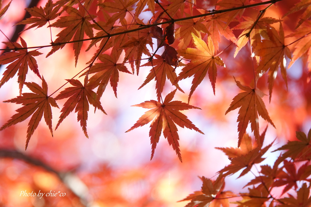 鎌倉長谷寺-103