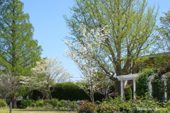 山手イタリア山庭園-107