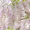 横須賀しょうぶ園-235