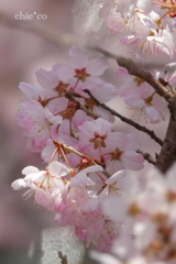 春めき桜-161