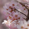 春めき桜-161