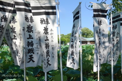 鶴岡八幡宮-034