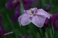 花菖蒲咲く東慶寺-005