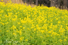 横浜根岸森林公園-129