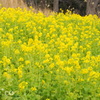 横浜根岸森林公園-129