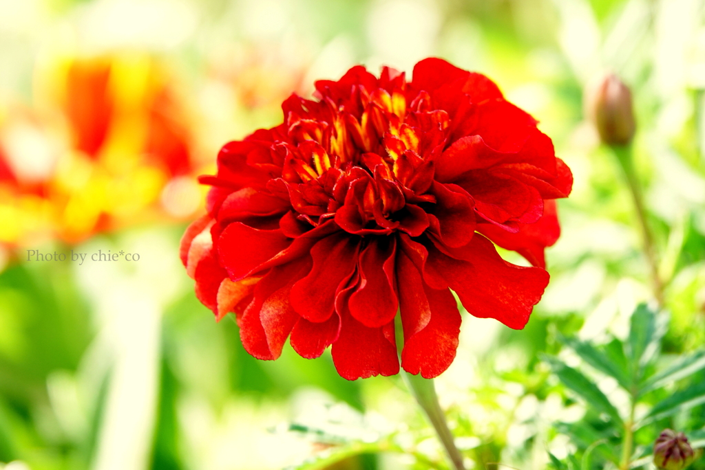 港の見える丘公園-202